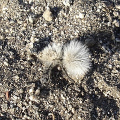 dasymutila gloriosa - thistledown velvet ant or gray velvet ant dasymutila gloriosa